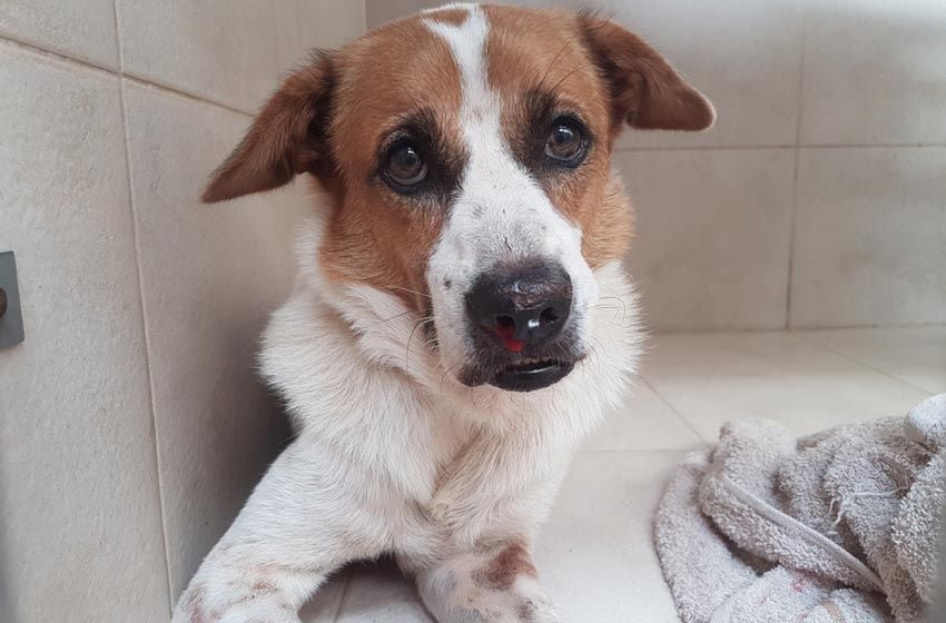 Chó Chảy Máu Mũi Có Phải Là Dấu Hiệu Của Bệnh E.Canis