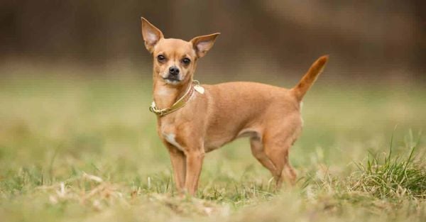 Chó Chihuahua: Những Sự Thật Đáng Ngạc Nhiên