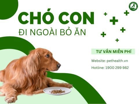 Chó con bị đi ngoài bỏ ăn là bệnh gì?