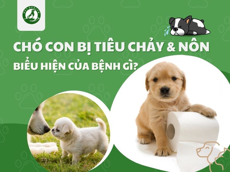 Chó con bị tiêu chảy và nôn là biểu hiện của bệnh gì?