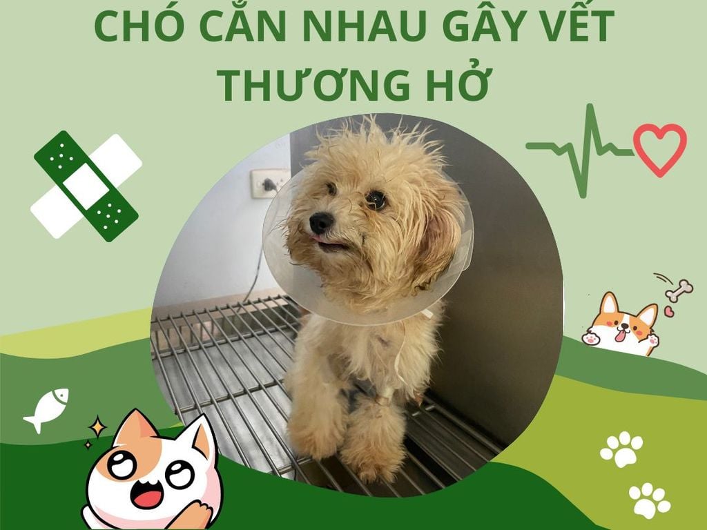 Chó cắn nhau gây vết thương hở