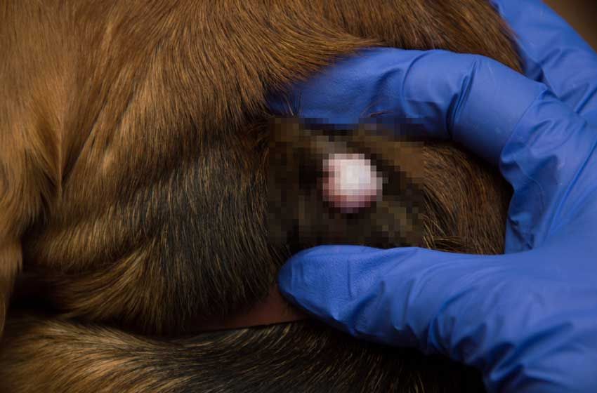 Đặc Trị U Nang Buồng Trứng Ở Chó Tại PetHealth