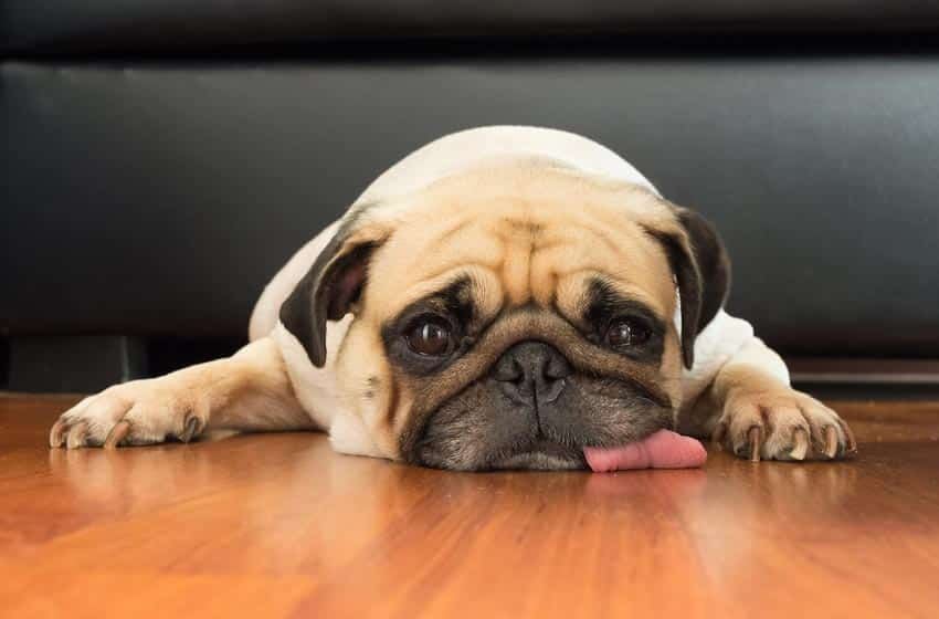 Đặc trị bệnh viêm gan ở chó: Kỹ thuật cao chỉ có tại PetHealth