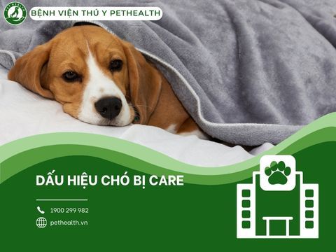 Những dấu hiệu chó bị Care