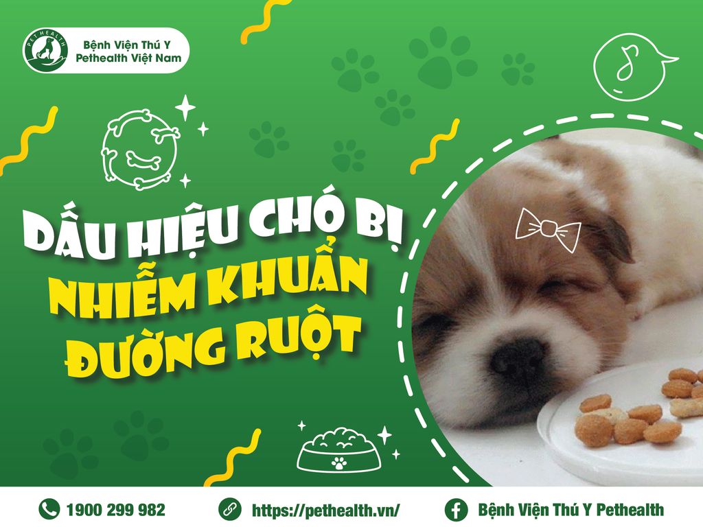 Dấu hiệu nhiễm khuẩn đường ruột ở chó
