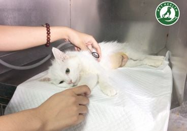 NHỮNG QUAN NIỆM SAI LẦM VỀ VIỆC TRIỆT SẢN CHÓ MÈO