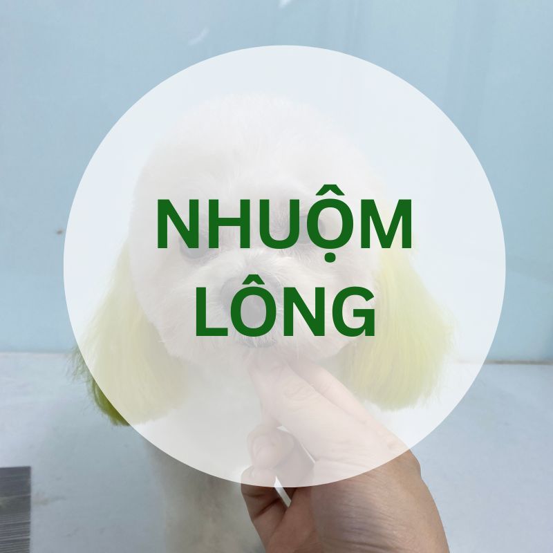 Dịch vụ Nhuộm lông