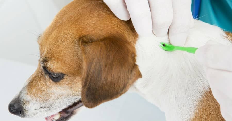Bệnh Lyme Ở Chó: 3 Cách Phòng Bệnh Và Phương Pháp Điều Trị