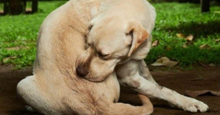 Điều Trị Bệnh Ghẻ Ở Chó Và Phương Pháp Phòng Tránh