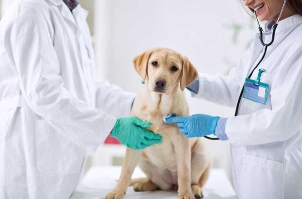 Điều Trị Bệnh Ho Cũi Chó Dứt Điểm An Toàn Cùng PetHealth