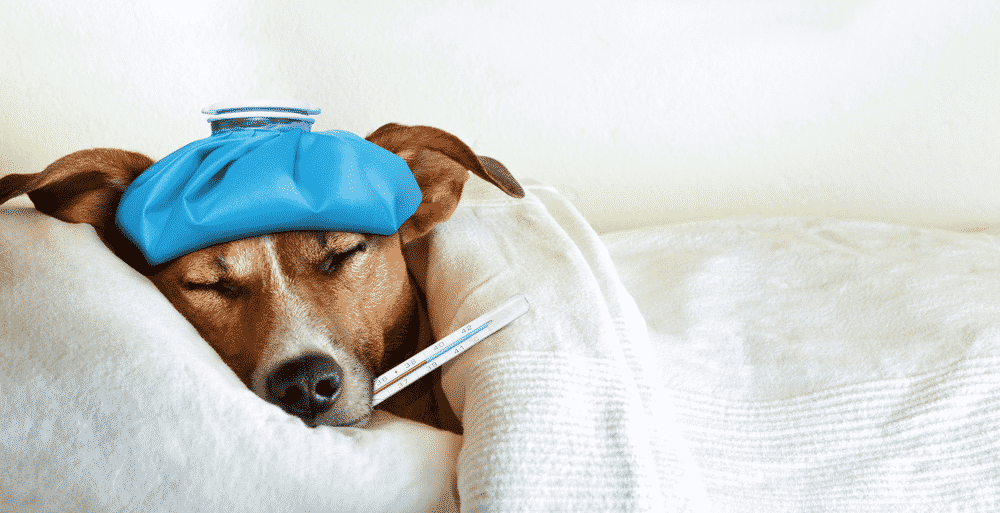 Viêm Đường Ruột Ở Chó: Nguyên Nhân & Cách Điều Trị