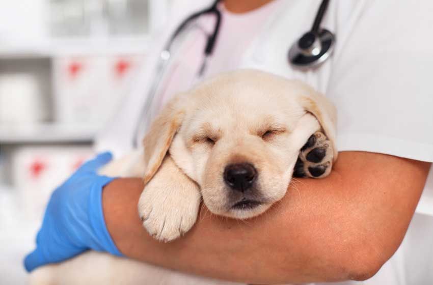 Điều Trị Bệnh Viêm Phổi Ở Chó