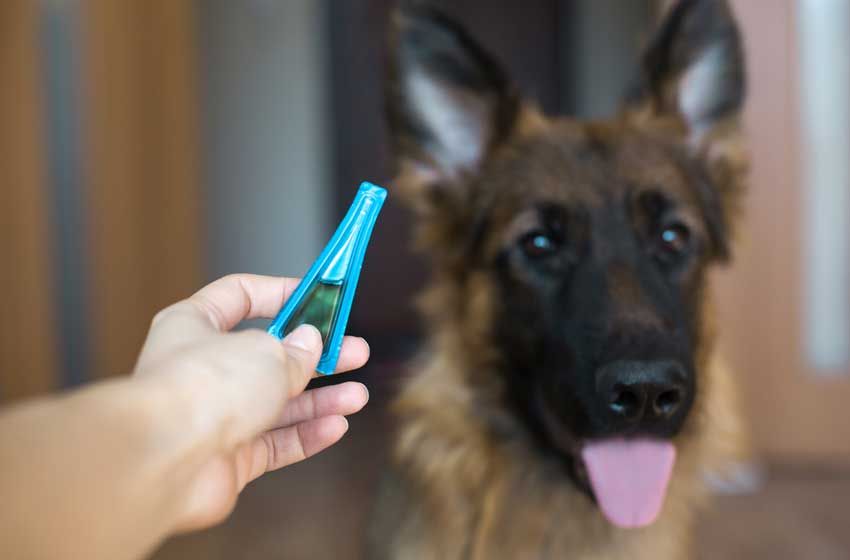 Điều Trị Giun Tim Ở Chó: Không Khó Với Pethealth!