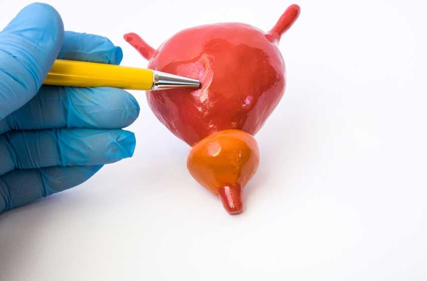 Điều Trị Sỏi Tiết Niệu Ở Chó Mèo