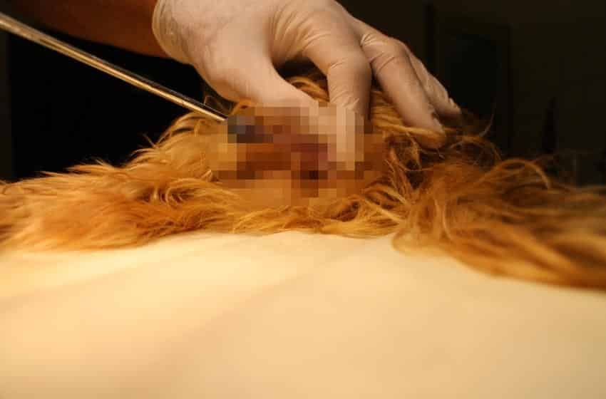 Viêm Âm Đạo Ở Chó