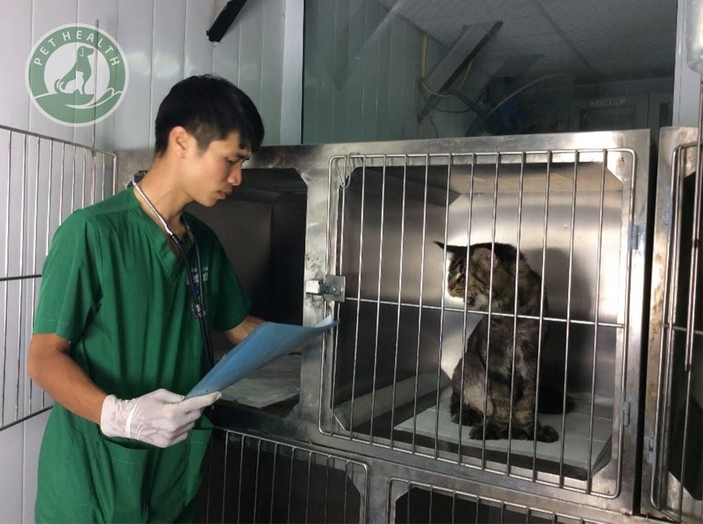 CÁC CÂU HỎI VỀ GIẢM BẠCH CẦU Ở MÈO