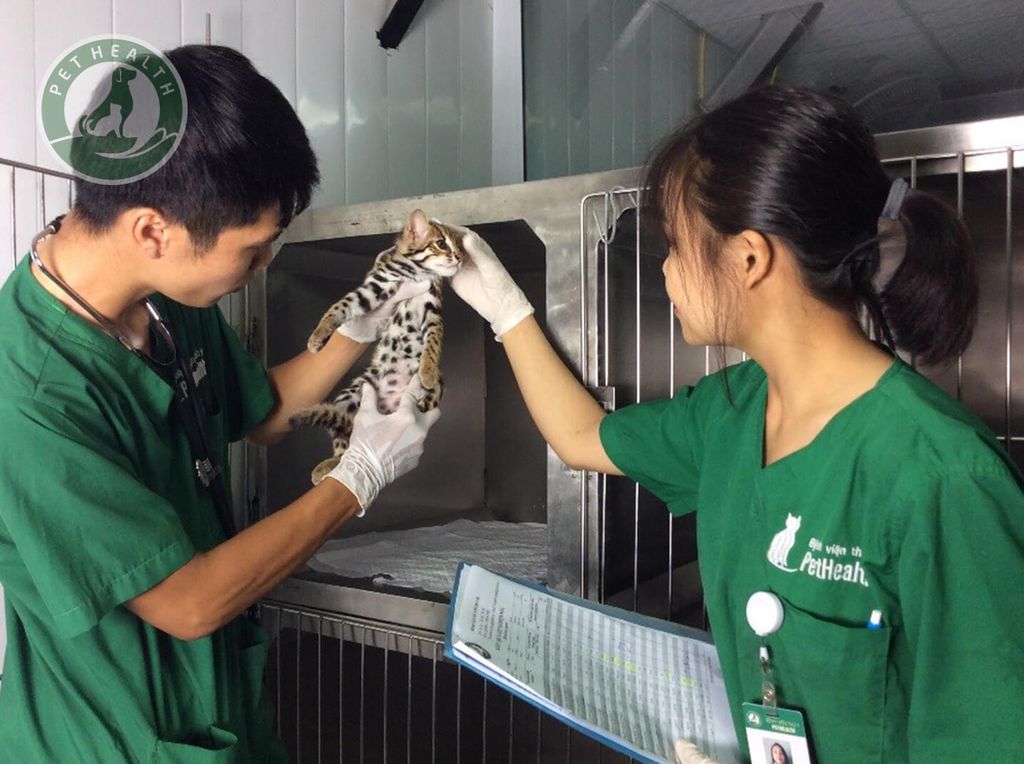 BỆNH GIẢM BẠCH CẦU Ở MÈO: NGUYÊN NHÂN VÀ TRIỆU CHỨNG