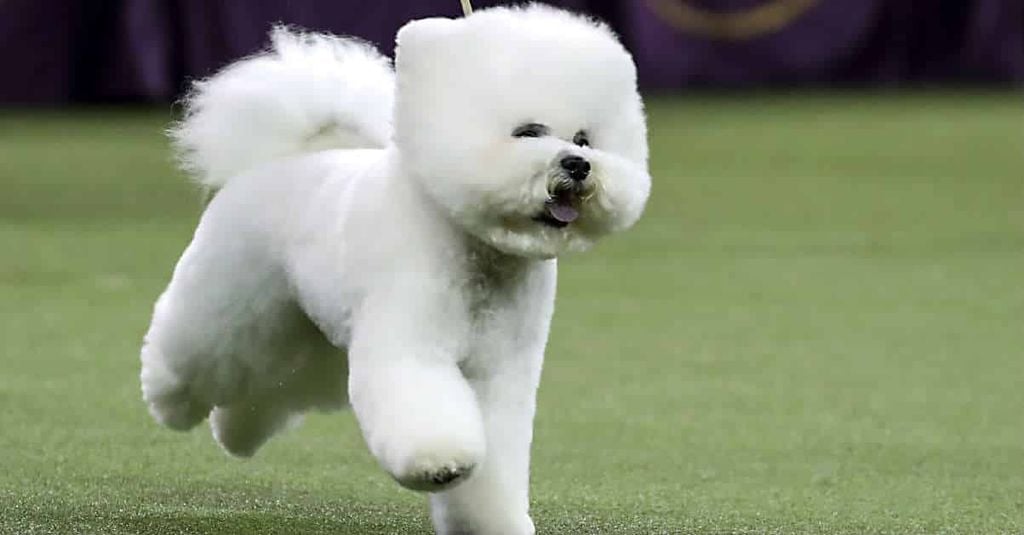Chó Bichon: Những Điều Mà Bạn Chưa Từng Được Biết