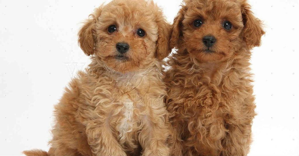 Giống Chó Poodle: Tập Tính Và Cách Chăm Sóc