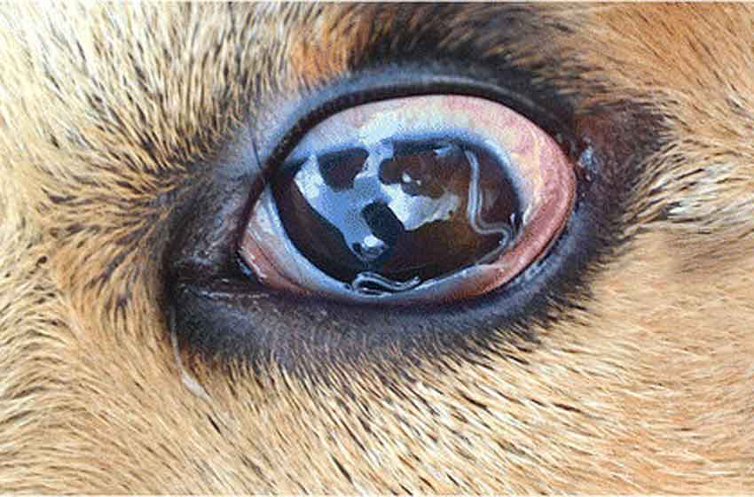 Giun Mắt Ở Chó: Giúp Thú Cưng Phòng Tránh Bệnh Hiệu Quả – Pethealth