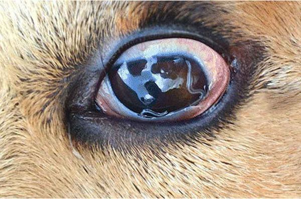 Giun Mắt Ở Chó: Giúp Thú Cưng Phòng Tránh Bệnh Hiệu Quả – PetHealth