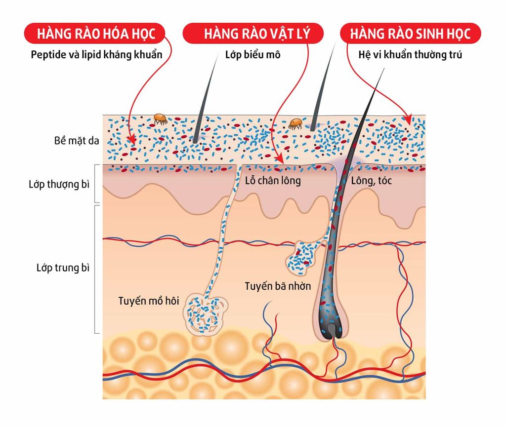 Cấu Tạo Da Của Chó – Những Điều Chủ Nuôi Cần Biết