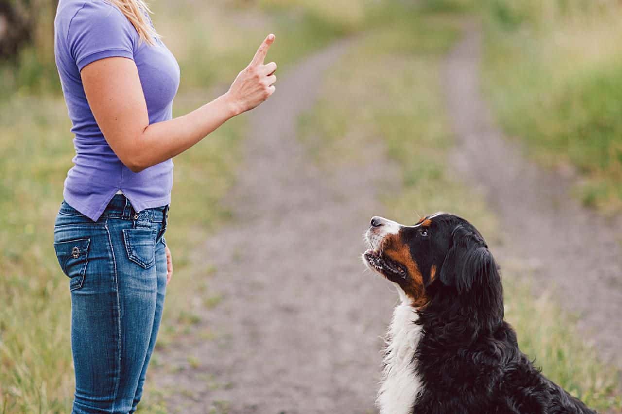 How to Make Your Pet Obedient