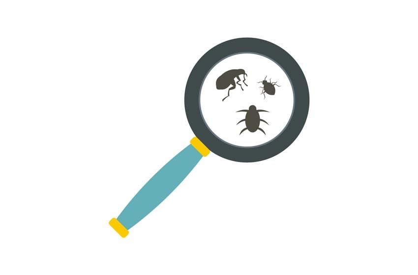 Cách Diệt Ve Chó Quanh Nhà Hết 100%
