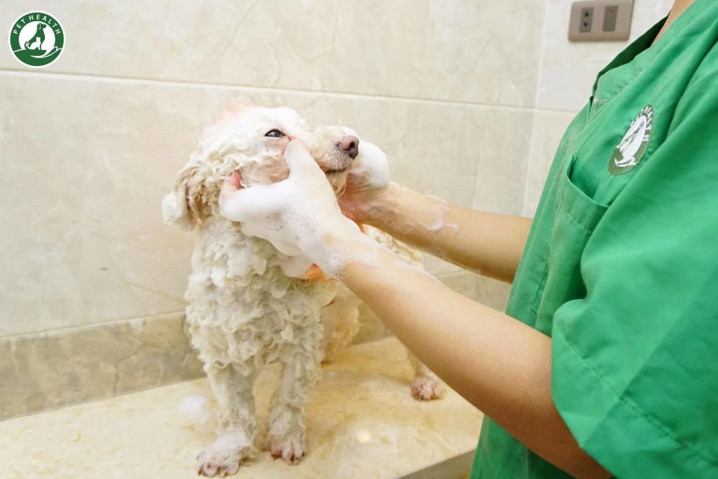 CÓ NÊN TẮM CHO CHÓ THƯỜNG XUYÊN?