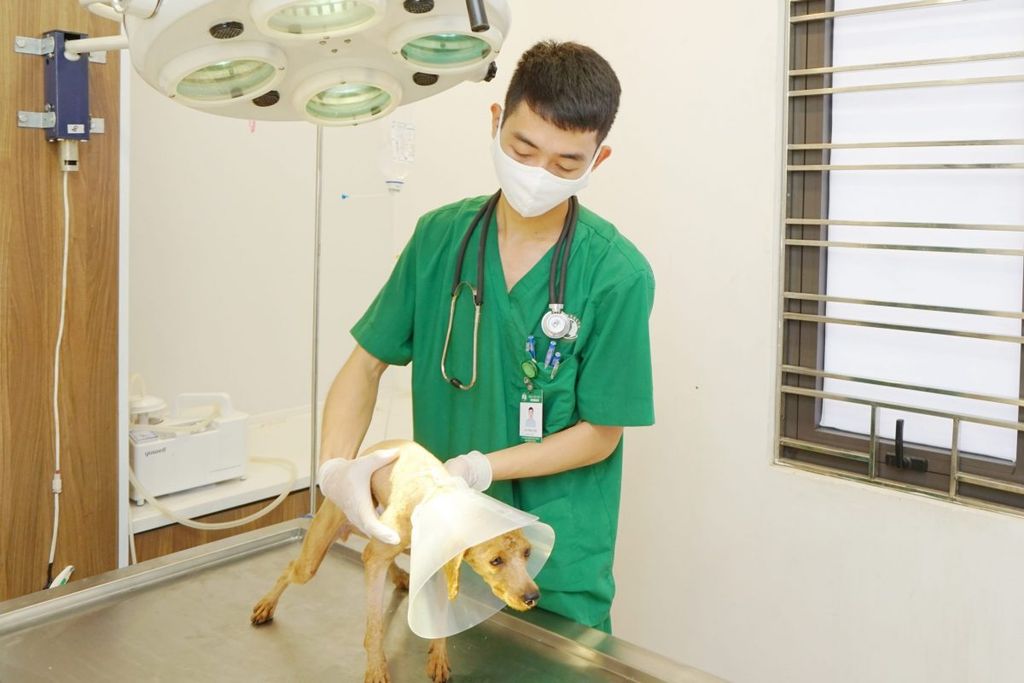 VIÊM ĐƯỜNG HÔ HẤP Ở CHÓ – PHẦN I