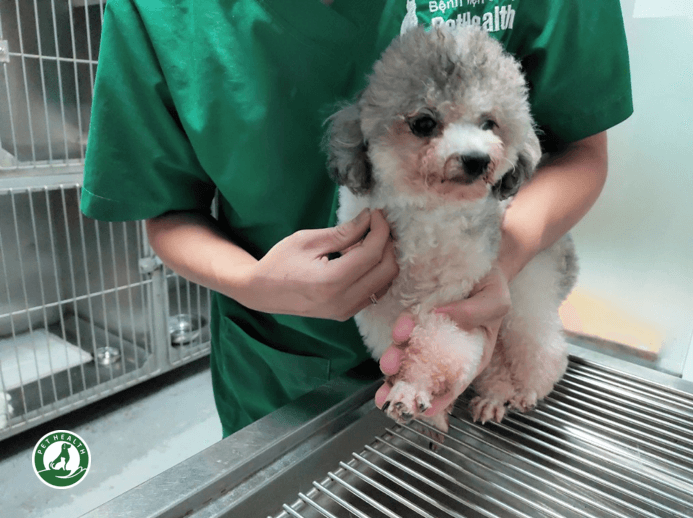 NHỮNG LƯU Ý KHI CHÓ MÈO CỦA BẠN BỊ MẮC BỆNH NẤM DA