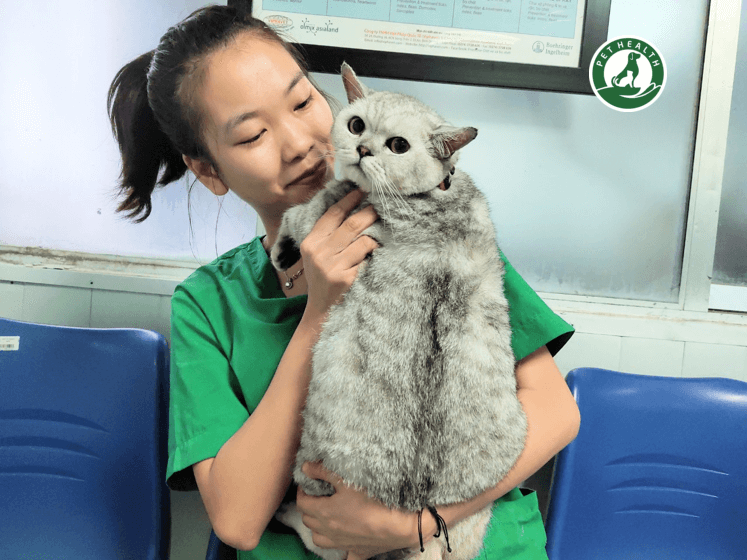 NHỮNG NGUYÊN NHÂN GÂY RA BỆNH BÉO PHÌ Ở CHÓ MÈO