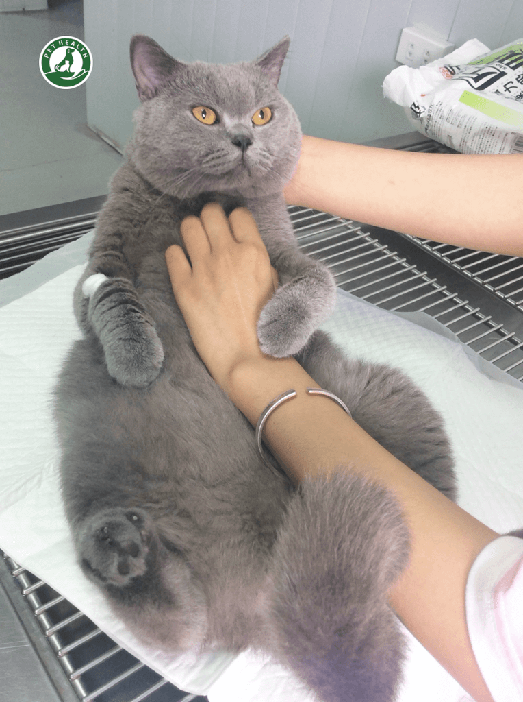 CÁC MỨC ĐỘ BÉO PHÌ Ở CHÓ MÈO