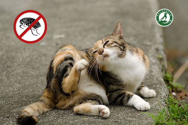 ĐIỀU TRỊ VE VÀ BỌ CHÉT Ở CHÓ MÈO – PHẦN II