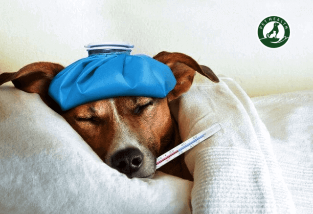 VIÊM PHỔI Ở CHÓ – NGUYÊN NHÂN, TRIỆU CHỨNG VÀ CÁCH ĐIỀU TRỊ