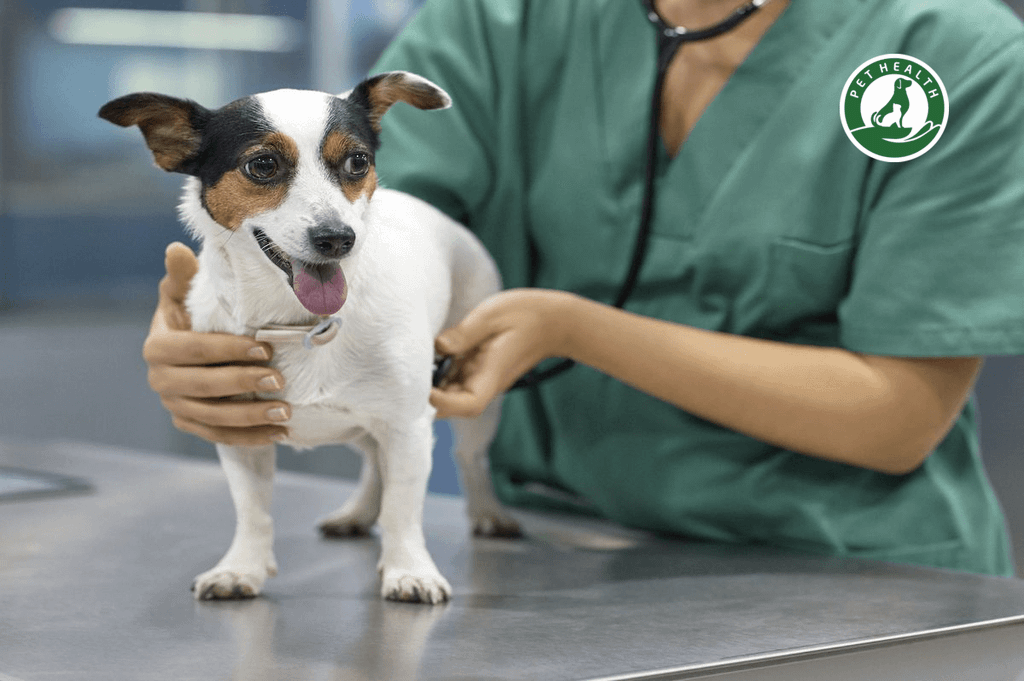 VIÊM PHẾ QUẢN Ở CHÓ – NGUYÊN NHÂN, TRIỆU CHỨNG VÀ ĐIỀU TRỊ