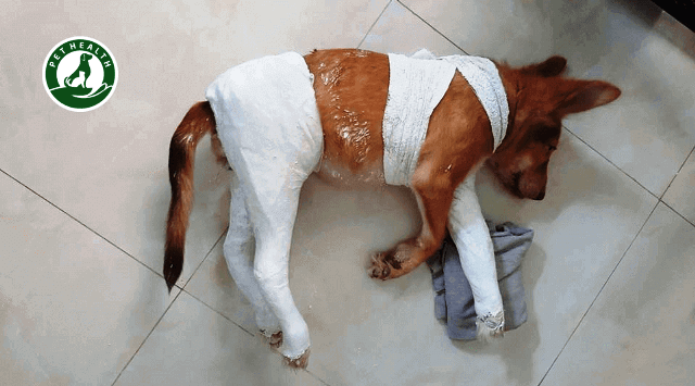 RẠN XƯƠNG, GÃY XƯƠNG Ở CHÓ MÈO – PETHEALTH