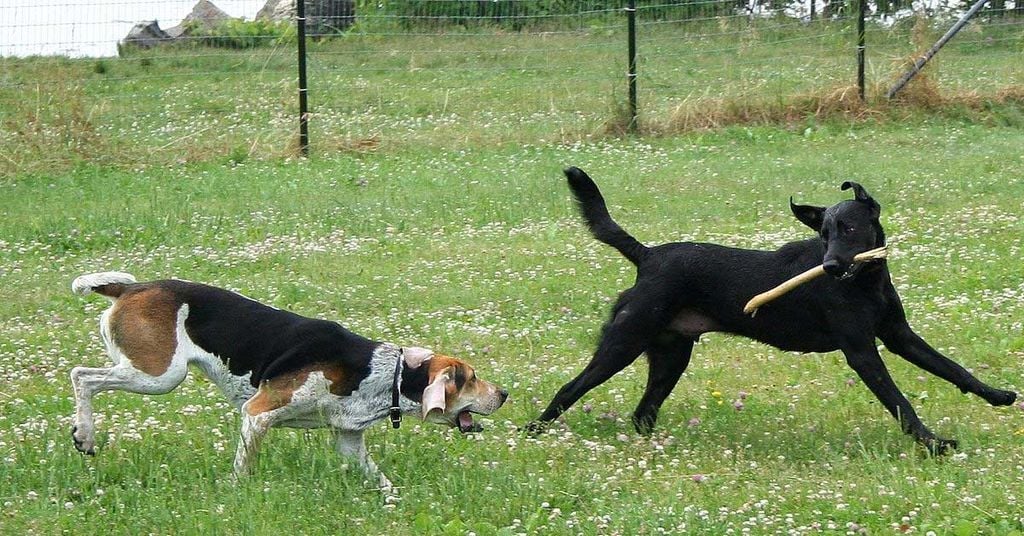 Hé Lộ: Bí Quyết Huấn Luyện Chó Săn Theo Ý Bạn