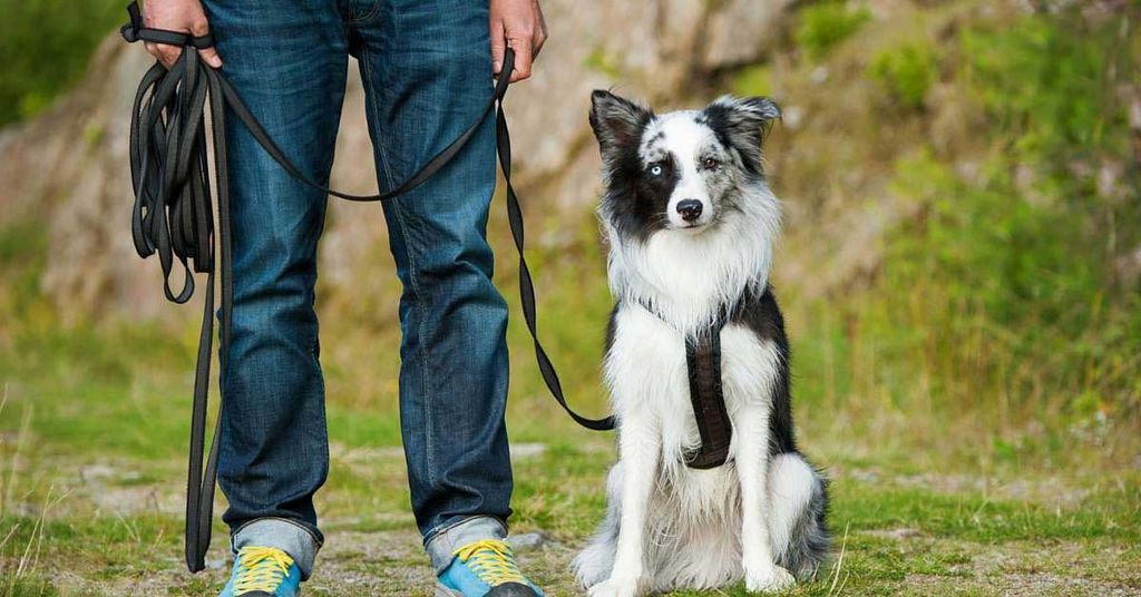 Cách Huấn Luyện Chó Con Tổng Hợp Từ A-Z của PetHealth