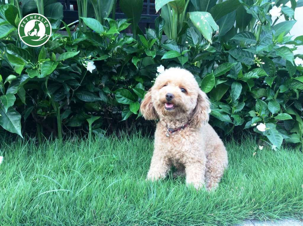 Cách nhận biết chó Poodle mang thai