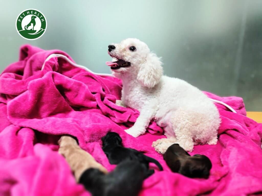 Ca đẻ thường của chó Poodle diễn ra như thế nào ?