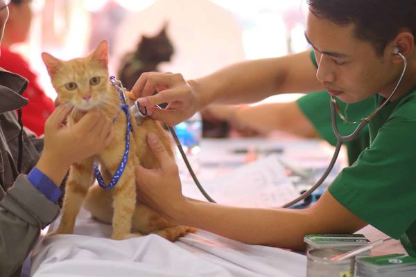 Bệnh Suy Giảm Miễn Dịch Trên Mèo (FIV) – Cách Nhận Biết Của PetHealth