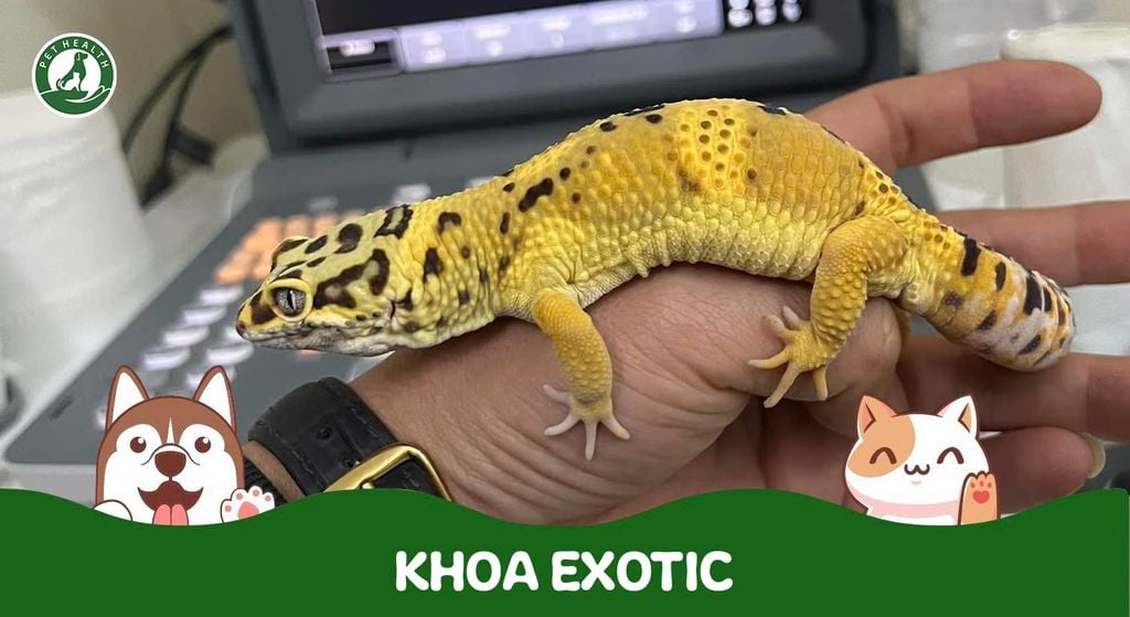 Khoa Exotic