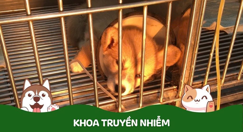Khoa Truyền Nhiễm