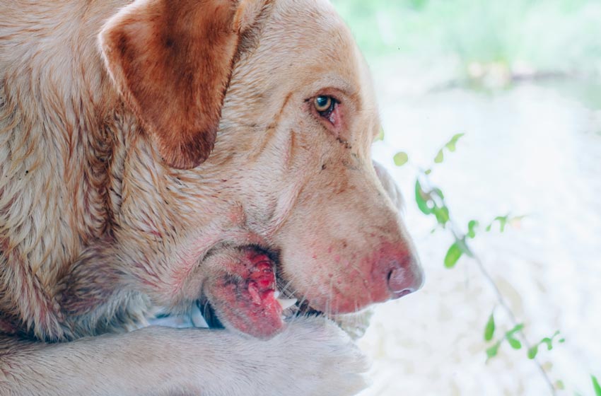 Bệnh Giảm Tiểu Cầu Ở Chó – PetHealth