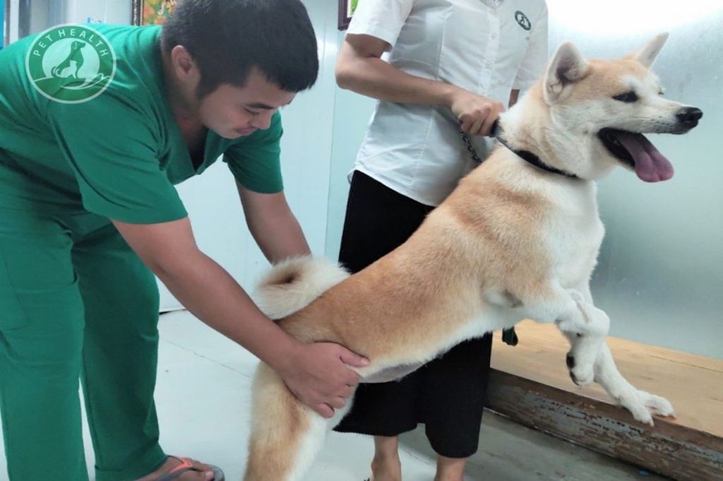 GIẢI ĐÁP THẮC MẮC TỪ A-Z VỀ LOẠN SẢN XƯƠNG HÔNG Ở CHÓ