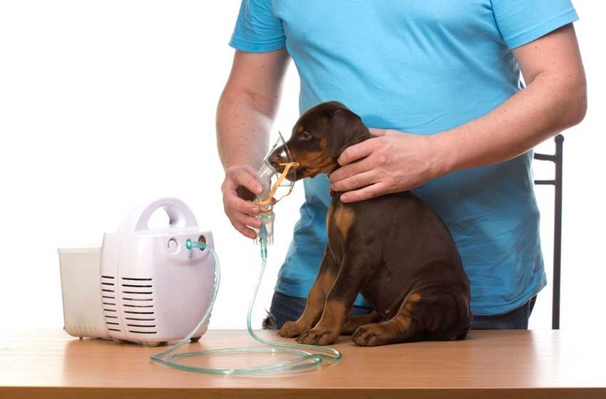 Máy Tạo Oxy Cho Thú Cưng: “Bệnh Nhân” Pet Rất Cần