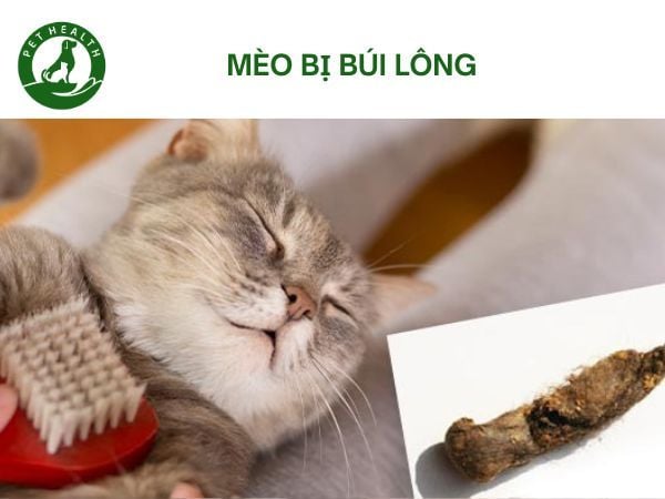 Mèo Bị Búi Lông: Triệu Chứng Và Cách Điều Trị Hiệu Quả