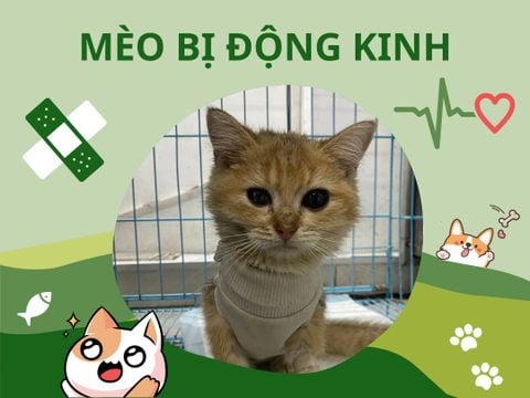 Điều trị động kinh cho mèo