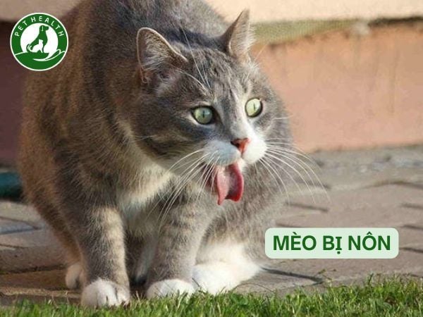 Mèo Bị Nôn: Nguyên Nhân Và Cách Điều Trị Hiệu Quả